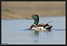 Wilde Eend, Mallard, Anas platyrhynchos Location: Wierden, the Netherlands wilde eend MG 3984 kopie